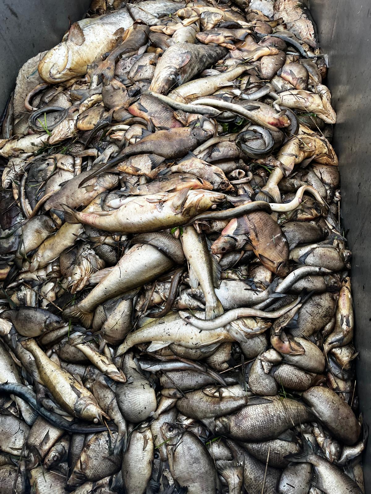Fischsterben-6.jpeg